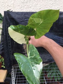 (Category: ) located in . Submitted by thursdaygarden (Listing ID 1083904087, Image 1). Description: .