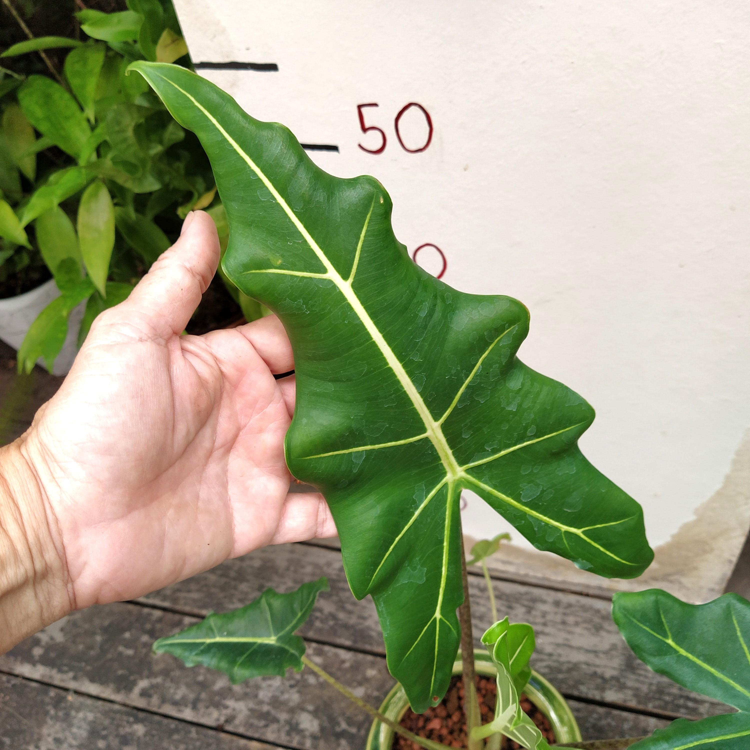 Alocasia Sarian, Furniture & Home Living, Gardening, Plants & Seeds on