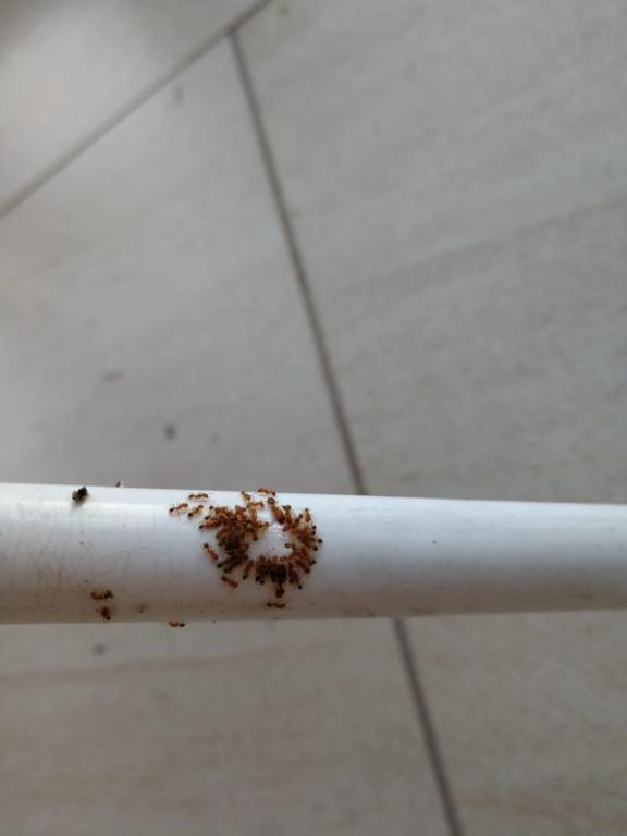 Bayer Maxforce Ant Bait Ant Killer, Everything Else on Carousell