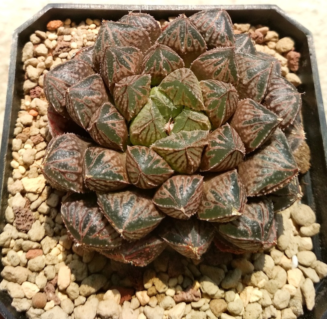 Haworthia Cooperi "Mirror Ball" (large mutant form) 10 cm pot