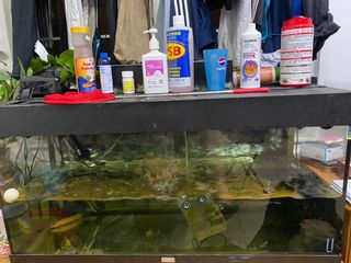 （分類：）位於 。 由 markmak9854 提交（商品編號 1084067532，圖片 1）。簡介： 。
