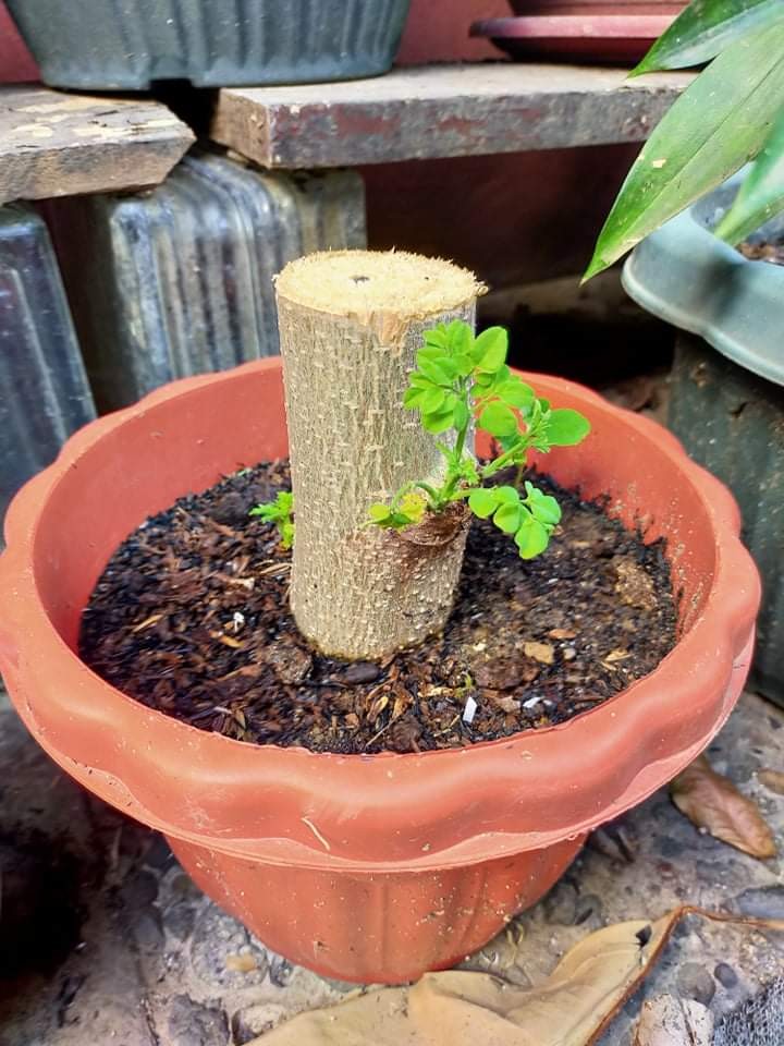Happy Malunggay Moringa Bonsai Potted Plant Furniture Home Living Gardening Plants Seeds On Carousell