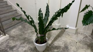(Category: ) located in . Submitted by ja_app_0398 (Listing ID 1084285735, Image 1). Description: .