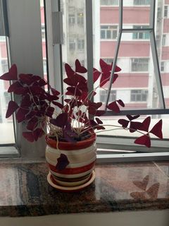（分類：）位於 。 由 carefreestyle 提交（商品編號 1084192114，圖片 1）。簡介： 。
