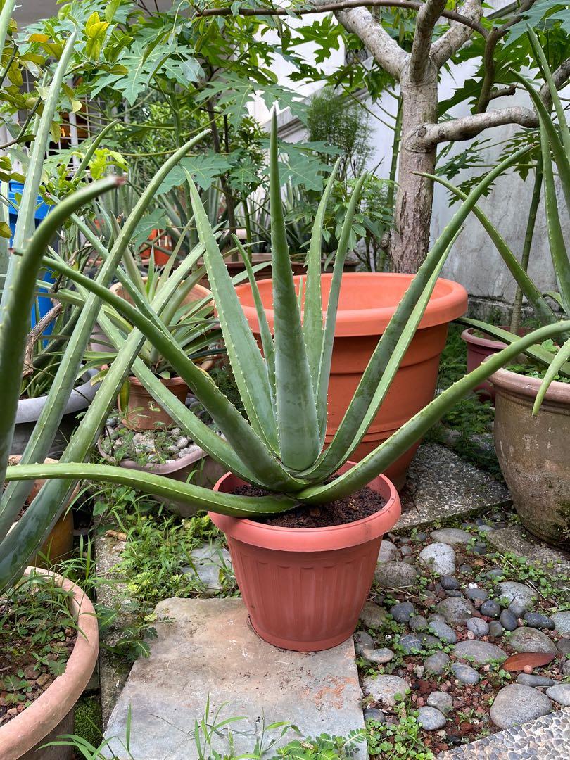 Organic Edible Aloe Vera Plant 60cm Furniture And Home Living Gardening Plants And Seeds On 4384