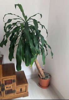 （分類：）位於 。 由 leena-k 提交（商品編號 1084207991，圖片 1）。簡介： 。