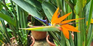 (Category: ) located in . Submitted by urban.cultivar (Listing ID 1080897916, Image 1). Description: .
