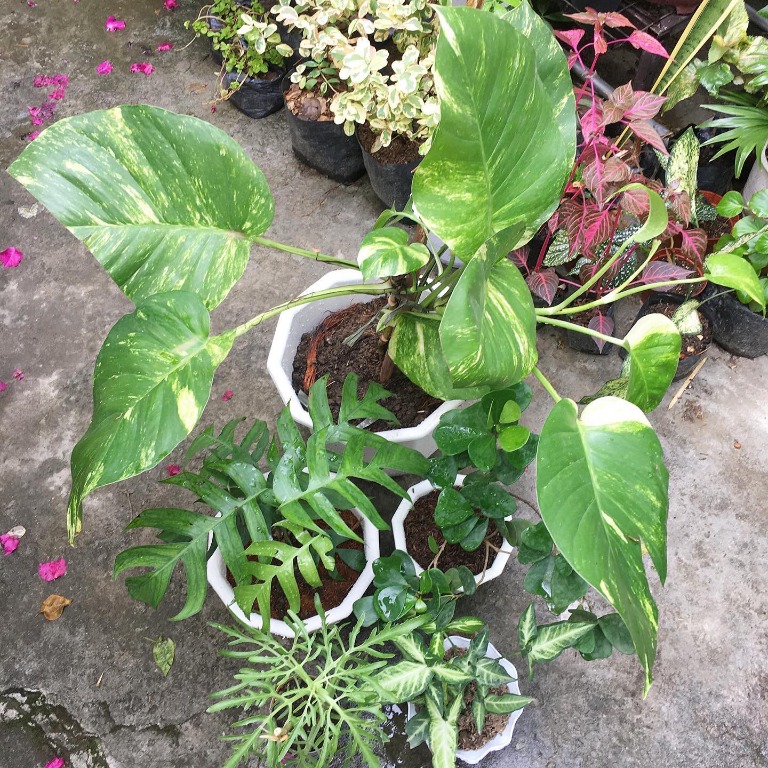 Trailing Golden Giant Pothos, Dragontail, Chicken Feet, Syngonium Batik ...