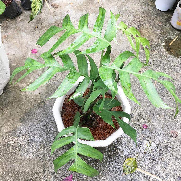 Trailing Golden Giant Pothos, Dragontail, Chicken Feet, Syngonium Batik ...