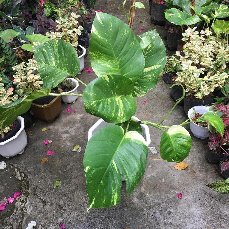 Trailing Golden Giant Pothos, Dragontail, Chicken Feet, Syngonium Batik ...