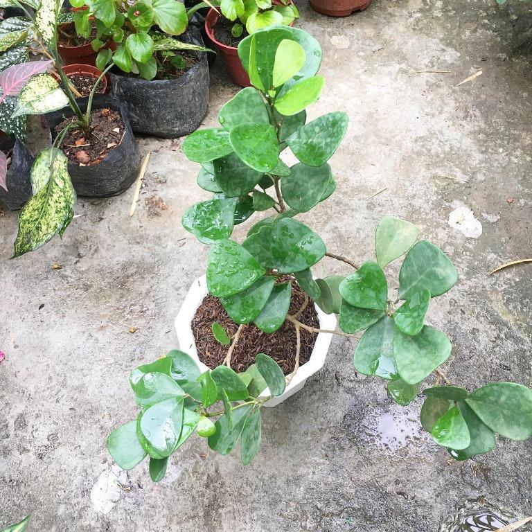 Trailing Golden Giant Pothos, Dragontail, Chicken Feet, Syngonium Batik ...