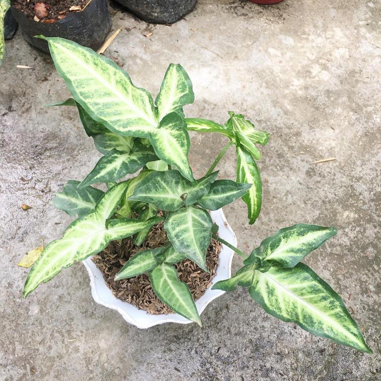Trailing Golden Giant Pothos, Dragontail, Chicken Feet, Syngonium Batik ...