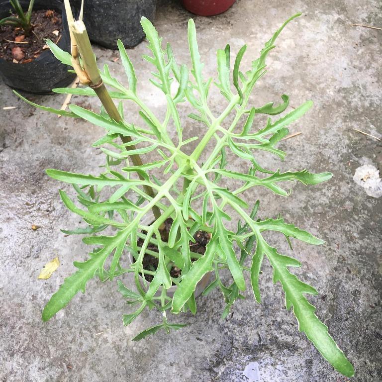 Trailing Golden Giant Pothos, Dragontail, Chicken Feet, Syngonium Batik ...