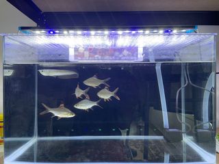(Category: ) located in . Submitted by khrlamn (Listing ID 1084375862, Image 1). Description: .
