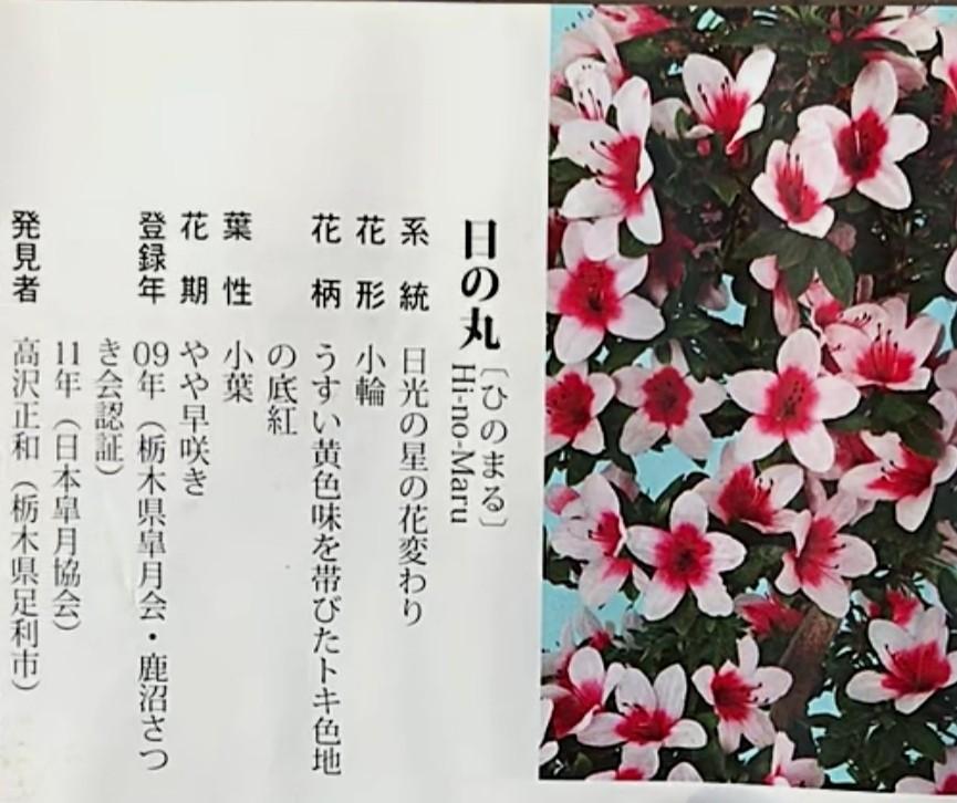 日本皋月杜鵑（日之丸）, 傢俬＆家居, 園藝, 土壤和肥料- Carousell