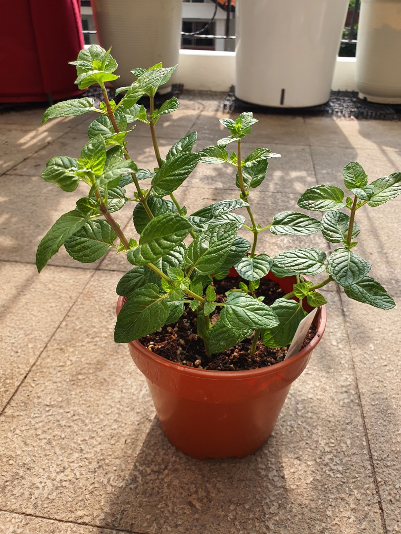 Berries And Cream Mint Furniture Home Living Gardening Garden Soil Fertilisers On Carousell Berries And Cream Mint Furniture Home Living Gardening Garden Soil Fertilisers On Carousell
