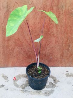 (Category: ) located in . Submitted by cage.plants.studio (Listing ID 1084364824, Image 1). Description: .