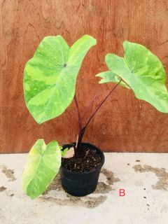 (Category: ) located in . Submitted by cage.plants.studio (Listing ID 1084364962, Image 1). Description: .