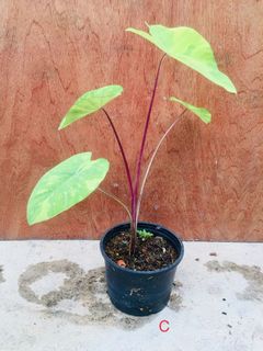 (Category: ) located in . Submitted by cage.plants.studio (Listing ID 1084365154, Image 1). Description: .