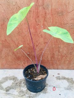 (Category: ) located in . Submitted by cage.plants.studio (Listing ID 1084365257, Image 1). Description: .