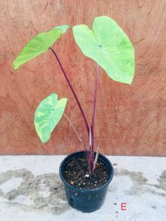 (Category: ) located in . Submitted by cage.plants.studio (Listing ID 1084365500, Image 1). Description: .