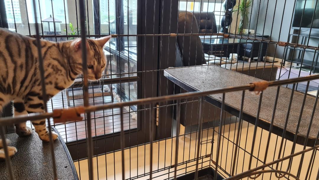 Big cat cage for multiple cats, Pet Supplies, Homes & Other Pet