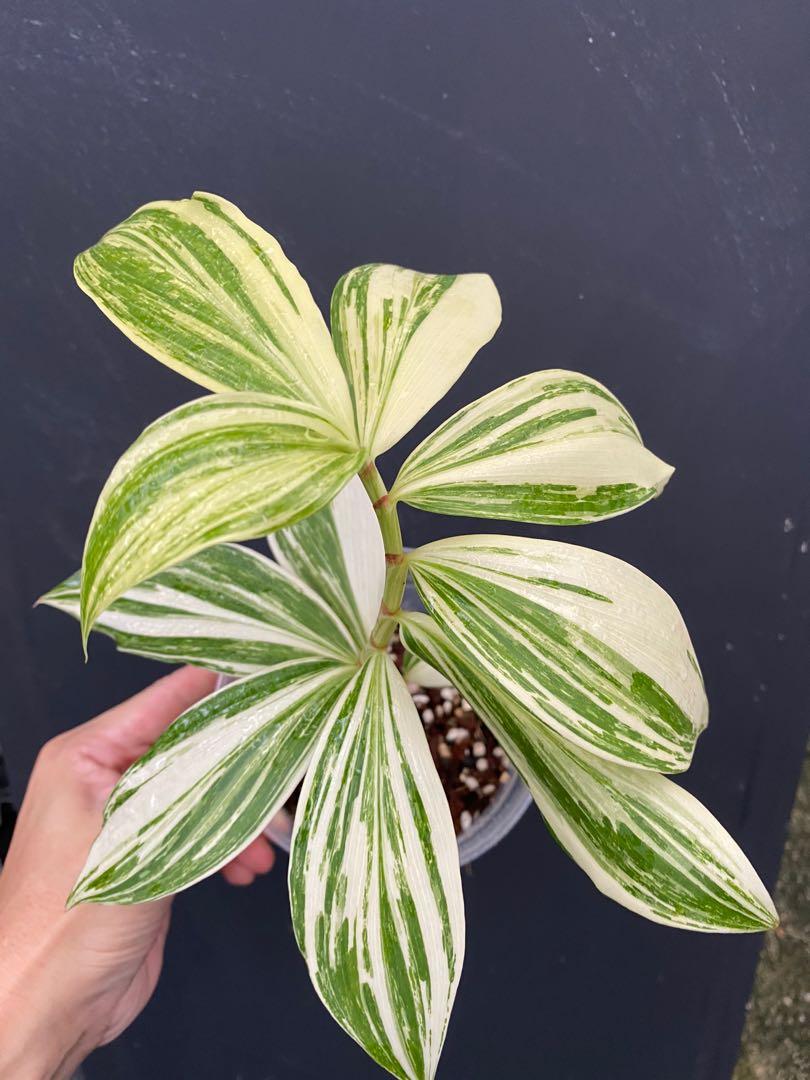 Costus Arabicus variegated, Furniture & Home Living, Gardening, Plants ...