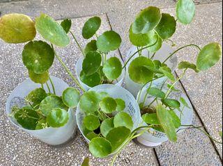 Gotu Kola Pennywort Chinese Money Plant aquatic herb