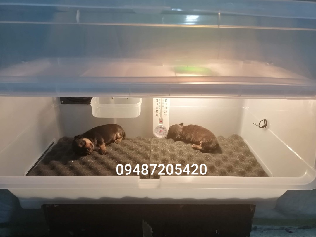 What Temperature Should A Puppy Incubator Be