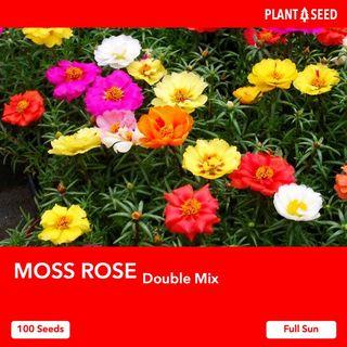 Moss Rose / Portulaca Flower Seeds [100 Seeds]