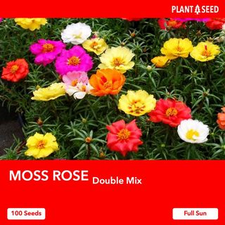 (Category: ) located in . Submitted by plantaseed (Listing ID 1084652952, Image 1). Description: .