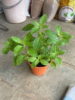 (Category: ) located in . Submitted by gardenertang (Listing ID 1084547328, Image 1). Description: .