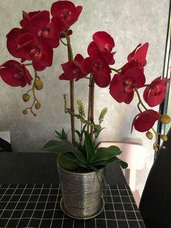 Red Orchid Phalaenopeis