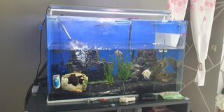 (Category: ) located in . Submitted by remy37 (Listing ID 1079207314, Image 1). Description: .
