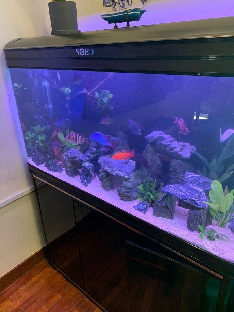 4 feet ft aquarium tank set aquascape Pet Supplies Homes