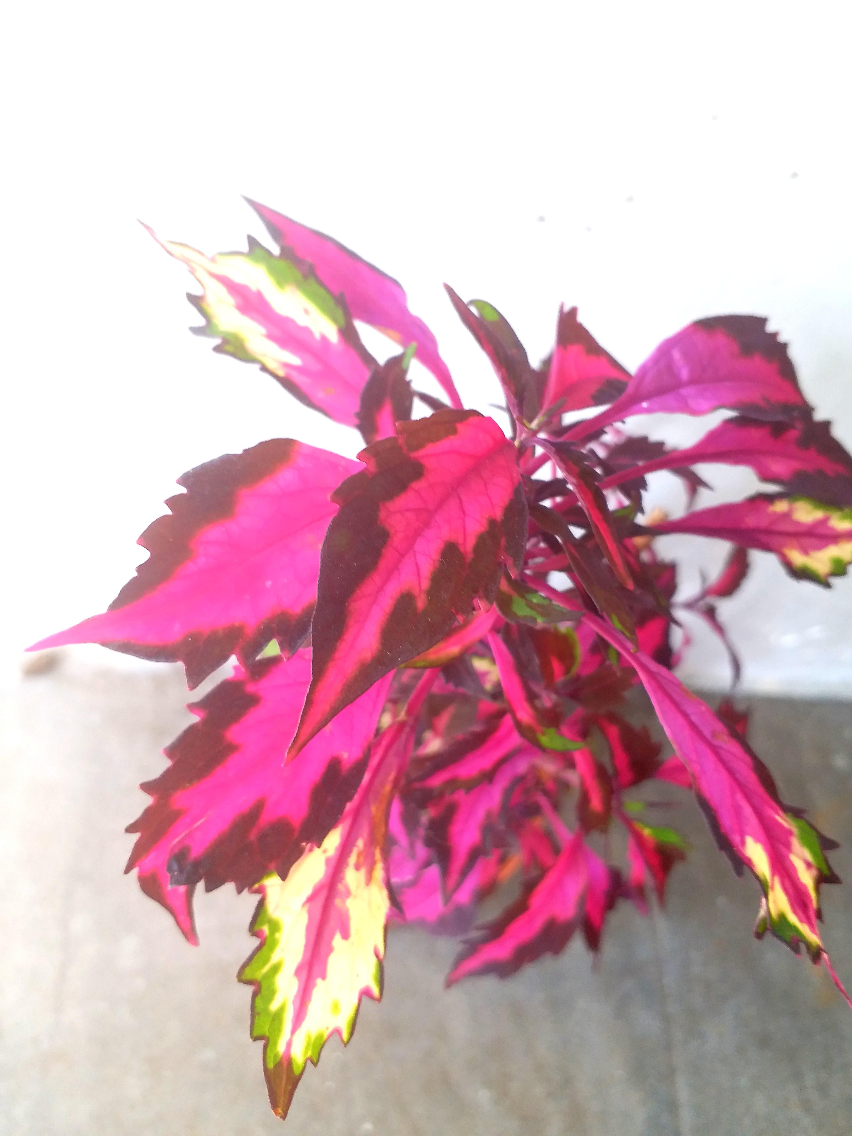 Sold 彩葉草coleus Purple Red Leave Plant 洋紫蘇紫紅色葉招財植物特別品種容易種植風水盆栽 傢俬 家居 園藝 植物及種子on Carousell Sold 彩葉草coleus Purple Red Leave Plant 洋紫蘇紫紅色葉招財植物特別品種容易種植風水盆栽 傢俬 家居 園藝 植物及種子on Carousell