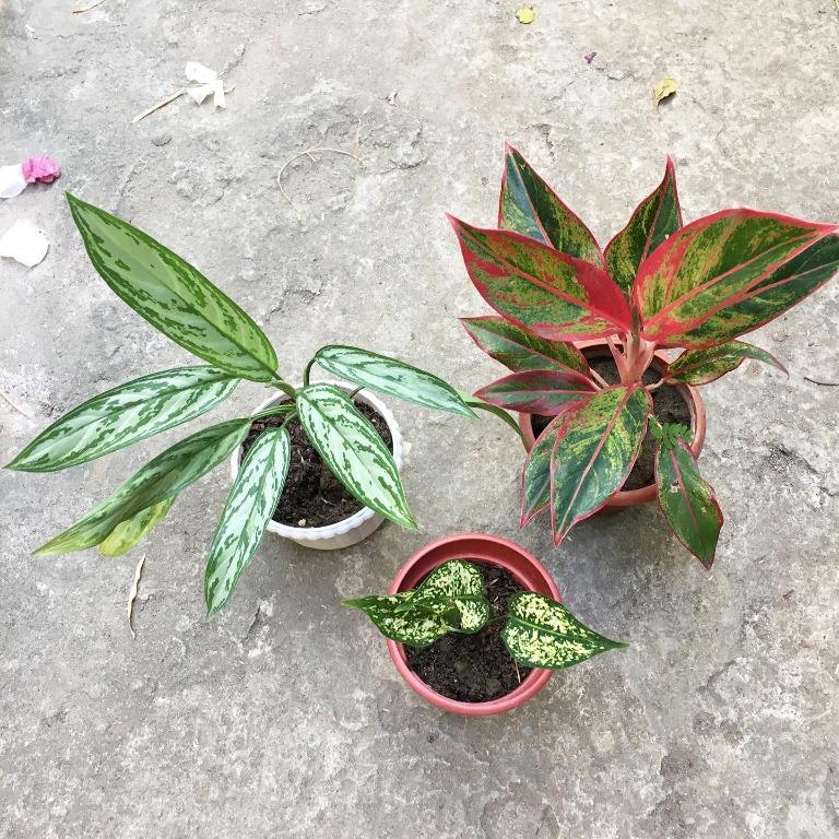 Aglaonema Bundle #3 (Red Siam , Silver and Snow White) (Category: Plants & Seeds) located in Pasig City. Submitted by plantetc (Listing ID 1079168560, Image 2). Description: 🌱 Aglaonema Bundle #3 🛒 ₱500 (Red Siam , Silver and Snow White) In plastic pots.