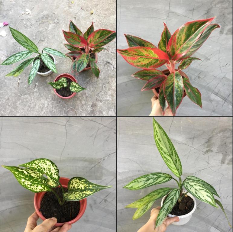 Aglaonema Bundle #3 (Red Siam , Silver and Snow White) (Category: Plants & Seeds) located in Pasig City. Submitted by plantetc (Listing ID 1079168560, Image 1). Description: 🌱 Aglaonema Bundle #3 🛒 ₱500 (Red Siam , Silver and Snow White) In plastic pots.