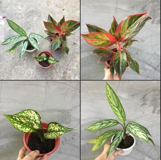 (Category: ) located in . Submitted by plantetc (Listing ID 1079168560, Image 1). Description: .
