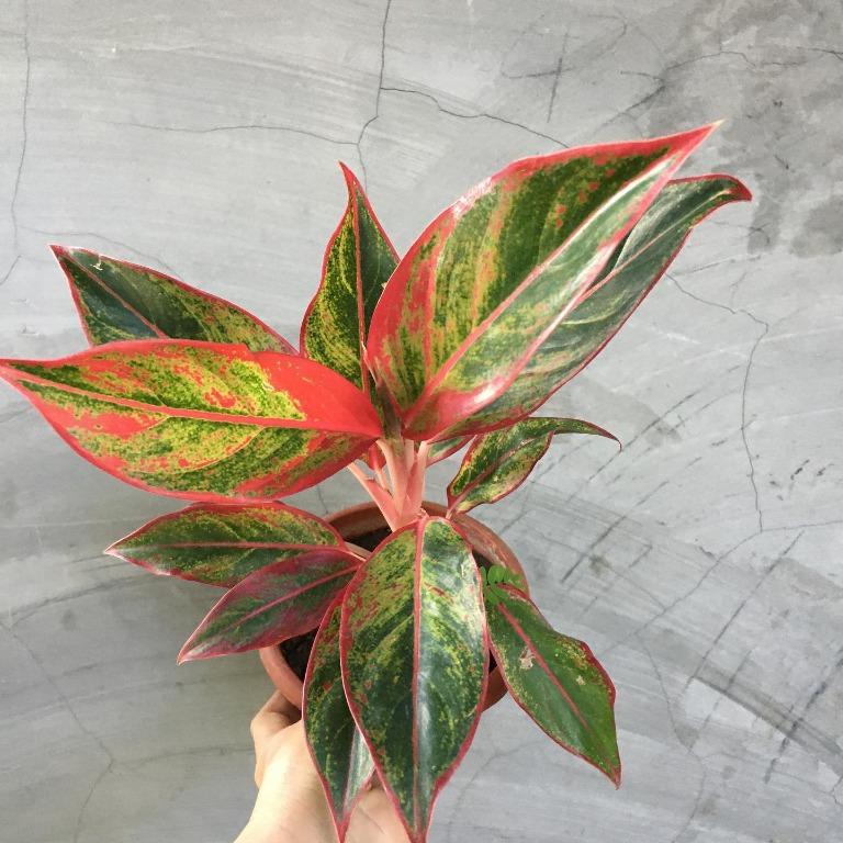 Aglaonema Bundle #3 (Red Siam , Silver and Snow White) (Category: Plants & Seeds) located in Pasig City. Submitted by plantetc (Listing ID 1079168560, Image 3). Description: 🌱 Aglaonema Bundle #3 🛒 ₱500 (Red Siam , Silver and Snow White) In plastic pots.