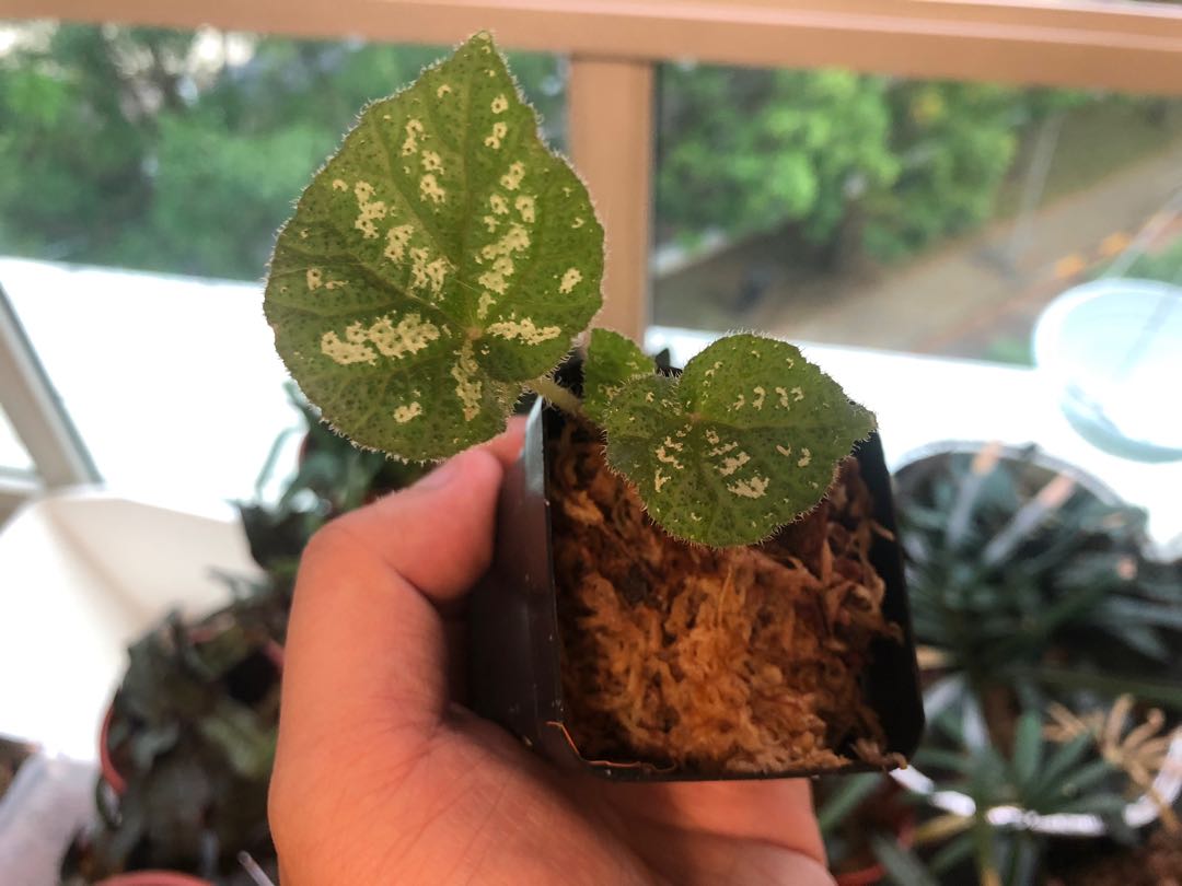 Begonia Kui, Gardening, Plants on Carousell