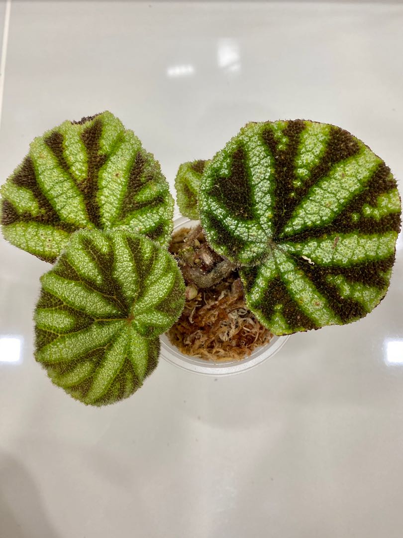 Begonia Kui (Vietnam) Pot A, Furniture & Home Living, Gardening