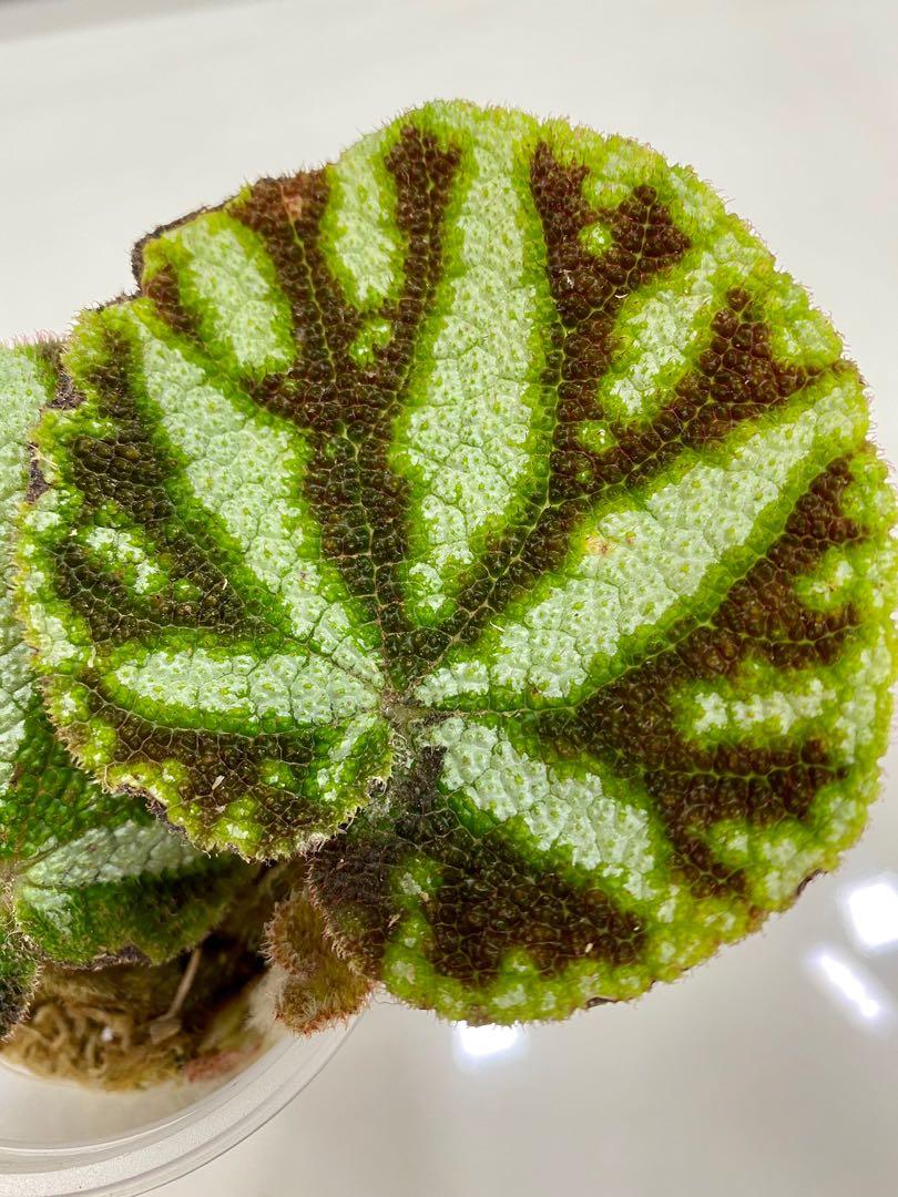 Begonia Kui (Vietnam) Pot B, Furniture & Home Living, Gardening