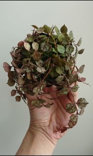（分類：）位於 。 由 gogreengetrich 提交（商品編號 1072689993，圖片 1）。簡介： 。