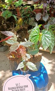 (Category: ) located in . Submitted by usafiahsuberi (Listing ID 1079218481, Image 1). Description: .