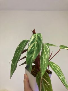 （分類：）位於 。 由 ip.like.plant 提交（商品編號 1079303447，圖片 1）。簡介： 。