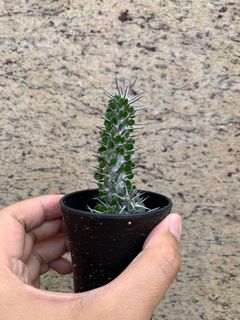 （分類：）位於 。 由 collin168hk 提交（商品編號 1084735891，圖片 1）。簡介： 。