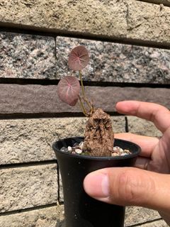 （分類：）位於 。 由 collin168hk 提交（商品編號 1084737729，圖片 1）。簡介： 。