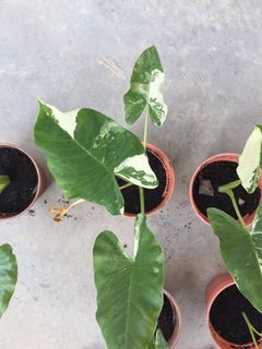 (Category: ) located in . Submitted by thursdaygarden (Listing ID 1084848621, Image 1). Description: .