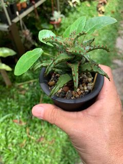 (Category: ) located in . Submitted by plantshopper (Listing ID 1084759725, Image 1). Description: .